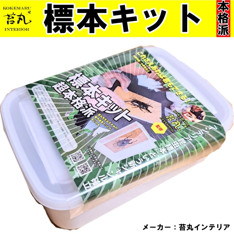 本格標本キット】初心者OK｜昆虫標本が自宅で作れる｜動画解説付き