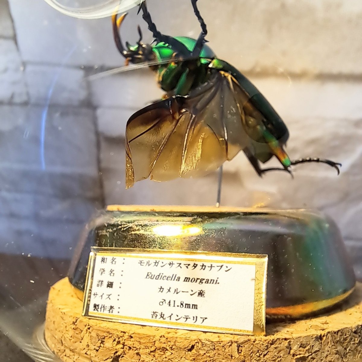 1点もの【昆虫標本】モルガンサスマタカナブン♂41.8mm(単色