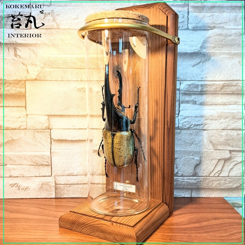 残り在庫1点【昆虫標本】ヘラクレスオオカブト(ヘラヘラ)♂140mmUP