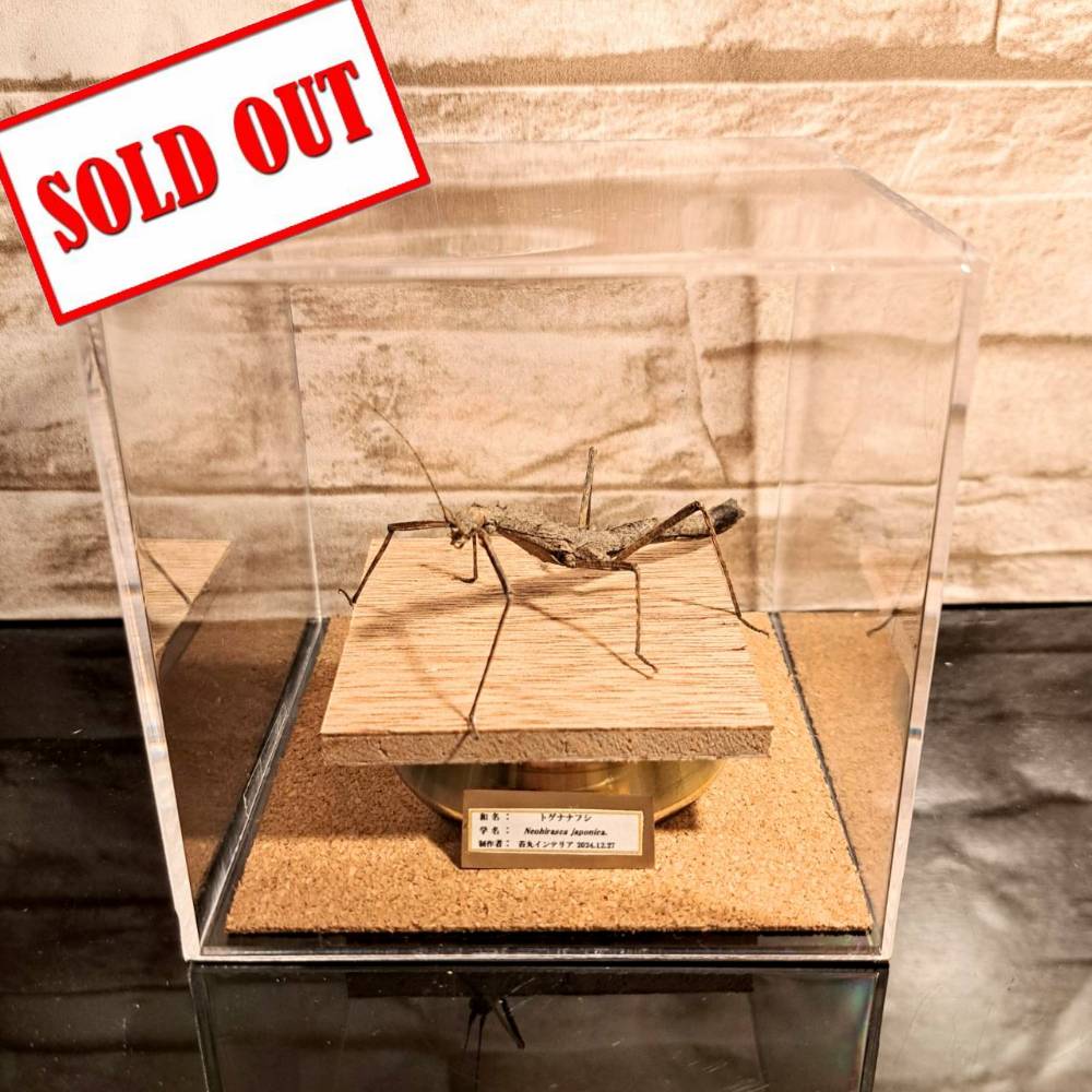 昆虫標本】トゲナナフシ 立体標本仕上げキューブケース展示 | 苔丸