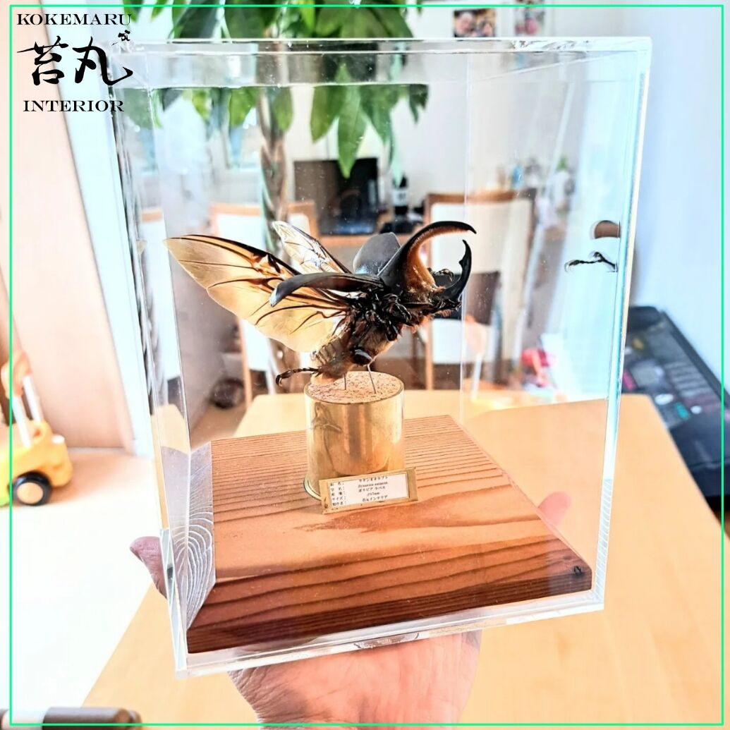 昆虫標本】サタンオオカブト♂87mm飛翔 透明ケース展示 | 苔丸