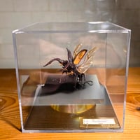 HYOHON『角』15】タランドゥスオオツヤクワガタ♂83.7mm | 苔丸