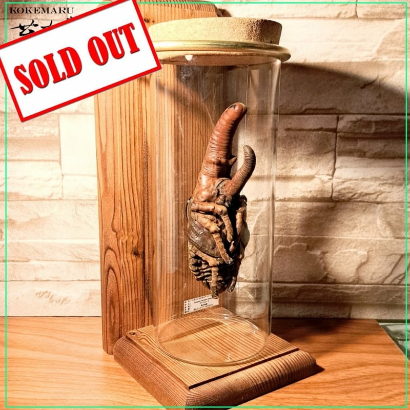 HYOHON 『柱』】 極太ヘラクレスオオカブト蛹(さなぎ) | 苔丸