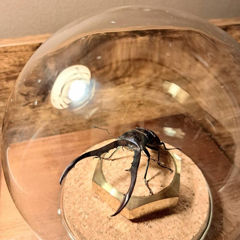 オプション選択可商品】＜定番＞メタリフェルホソアカクワガタ