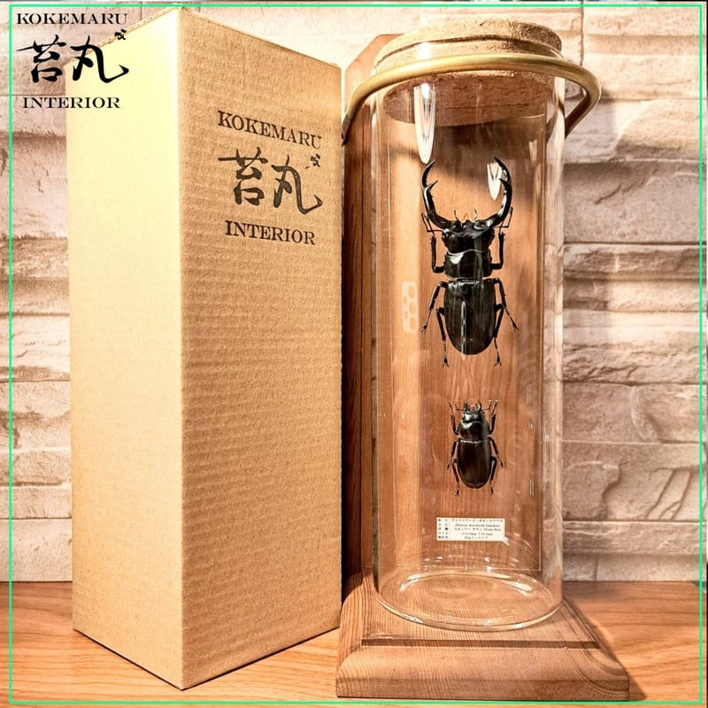 ラグジュアリー 昆虫標本】ウエストウッディオオシカクワガタ