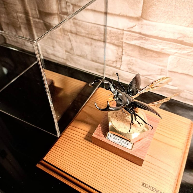 ラグジュアリー 昆虫標本】ウエストウッディオオシカクワガタ♂79.8mm