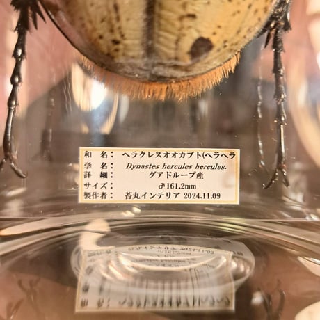 【ラグジュアリー 昆虫標本】ヘラクレスオオカブト♂161.2mm インテリア瓶展示(大サイズ)木製土台付き