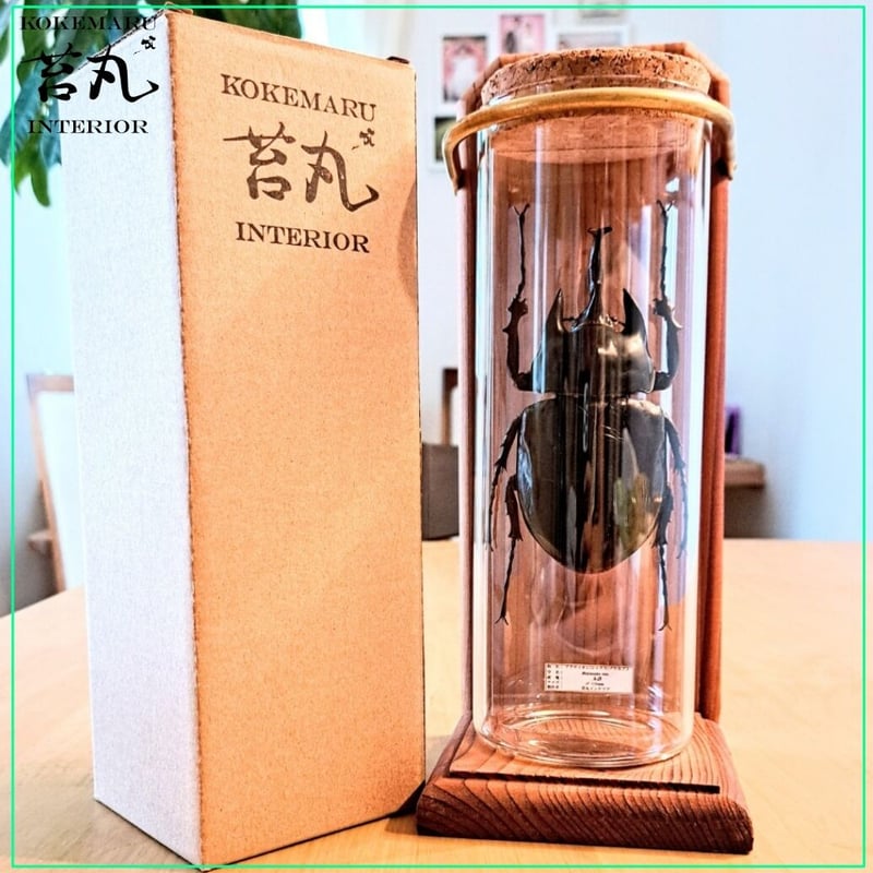 超特大アクティオンゾウカブト標本 124mm 1点もの【昆虫標本】レックス(アクティオン)ゾウカブト♂107.5
