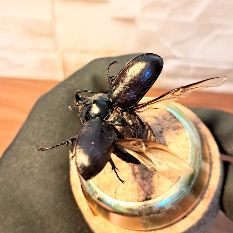1点もの【昆虫標本】ゴロファ・テルサンデールタテヅノカブト♂32.5mm