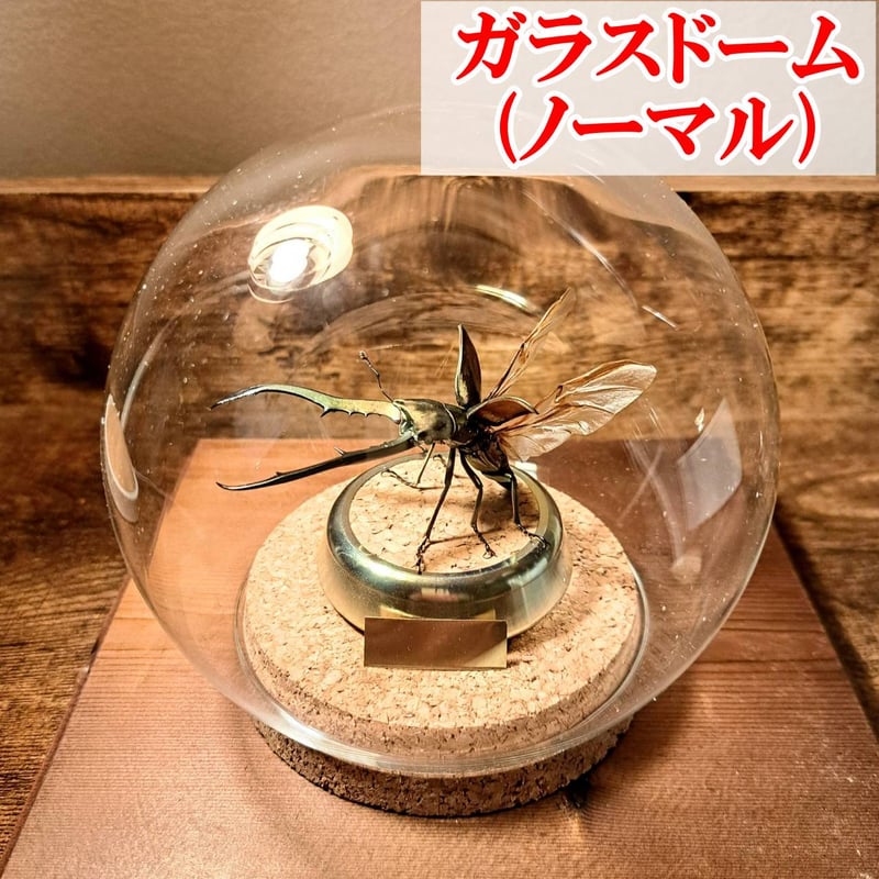 オプション選択可商品】＜定番＞メタリフェルホソアカクワガタ