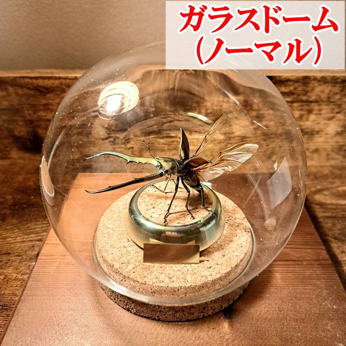 オプション選択可商品】＜定番＞メタリフェルホソアカクワガタ