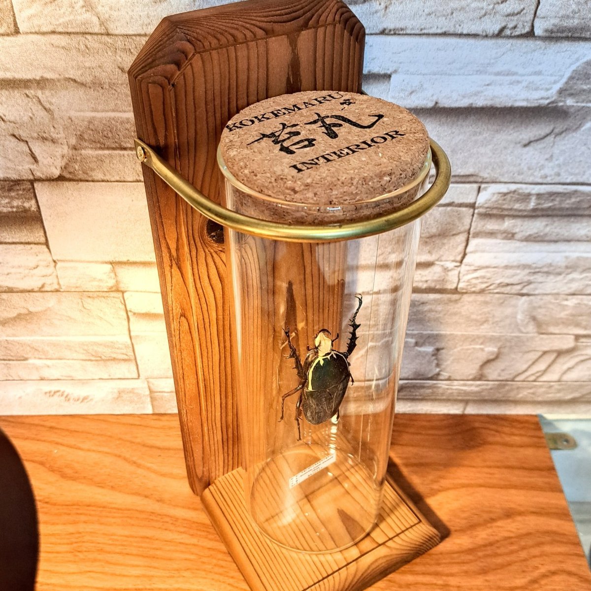 標本　ウガンダ　ウガンデンシス　3頭 Yahoo!オークション -「ウガンデンシス」(虫類) の落札相場