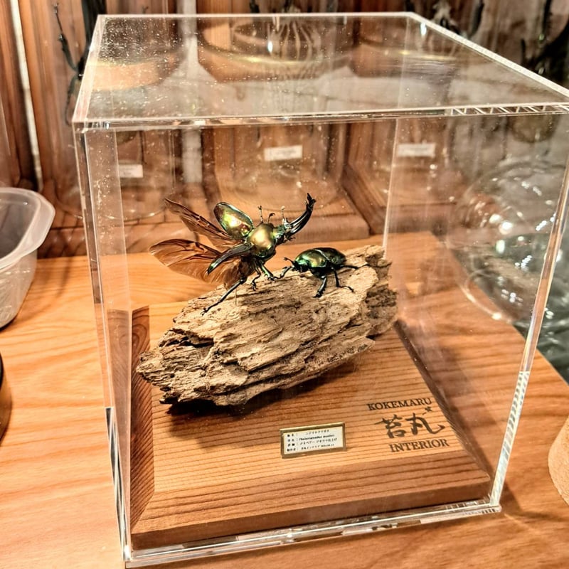 大型標本展示用ショーケース】150×150×160 ※アクリル製ケース
