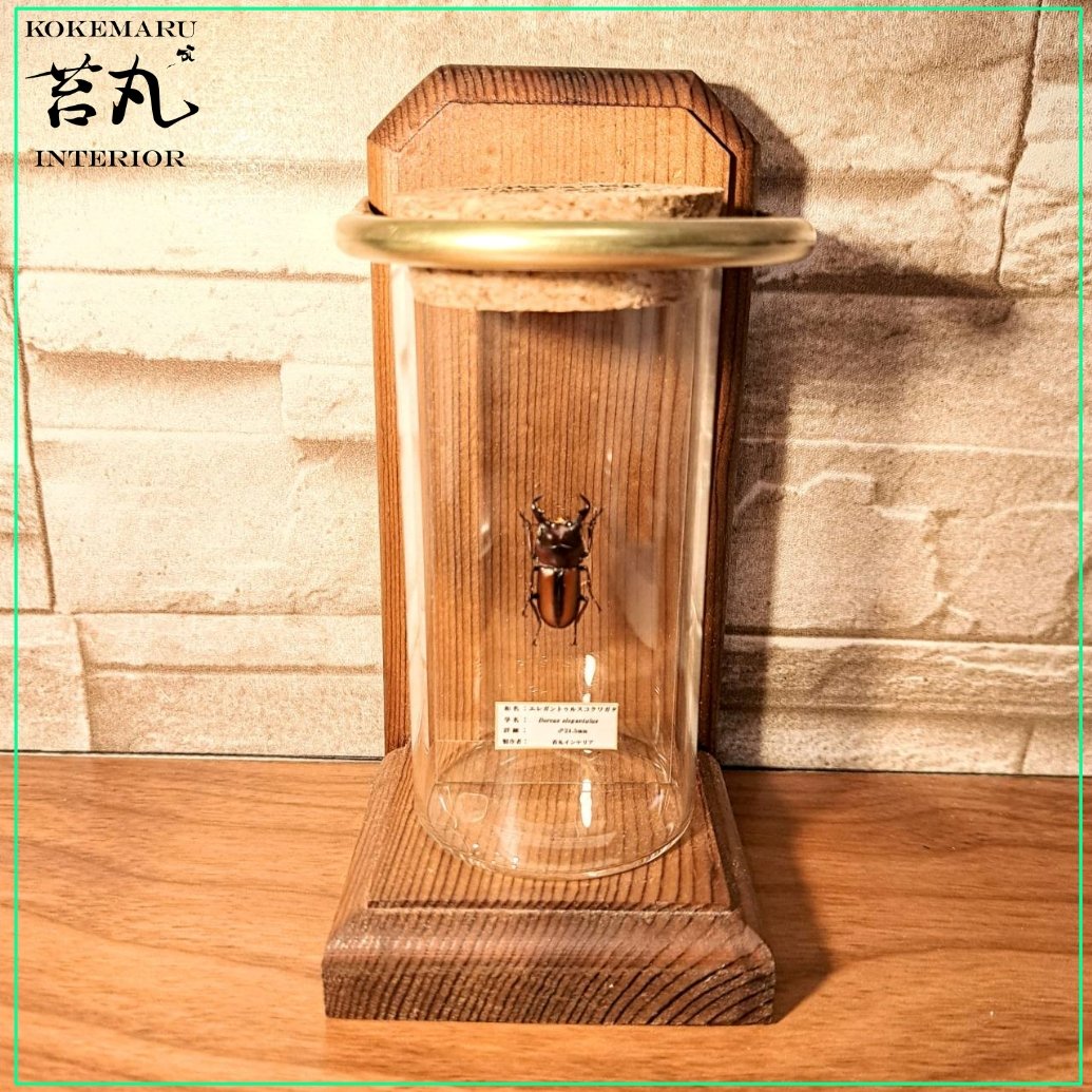 1点もの【昆虫標本】(小サイズ) エレガントゥルスコクワガタ