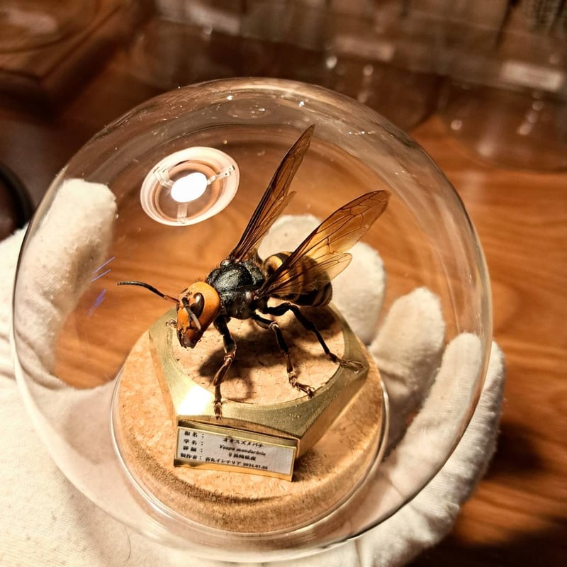 【希少性◎】スズメバチの巣標本 ガラスケース入り 希少性◎】スズメバチの巣標本 ガラスケース入り - メルカリ