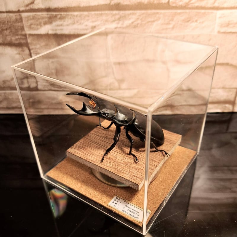 昆虫標本】アンタエウスオオクワガタ♂ 立体標本仕上げキューブケース