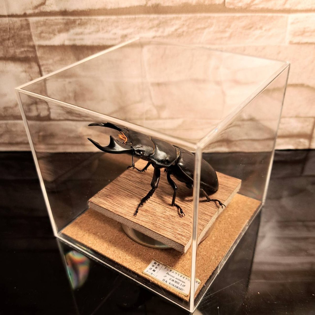 昆虫標本】アンタエウスオオクワガタ♂ 立体標本仕上げキューブケース