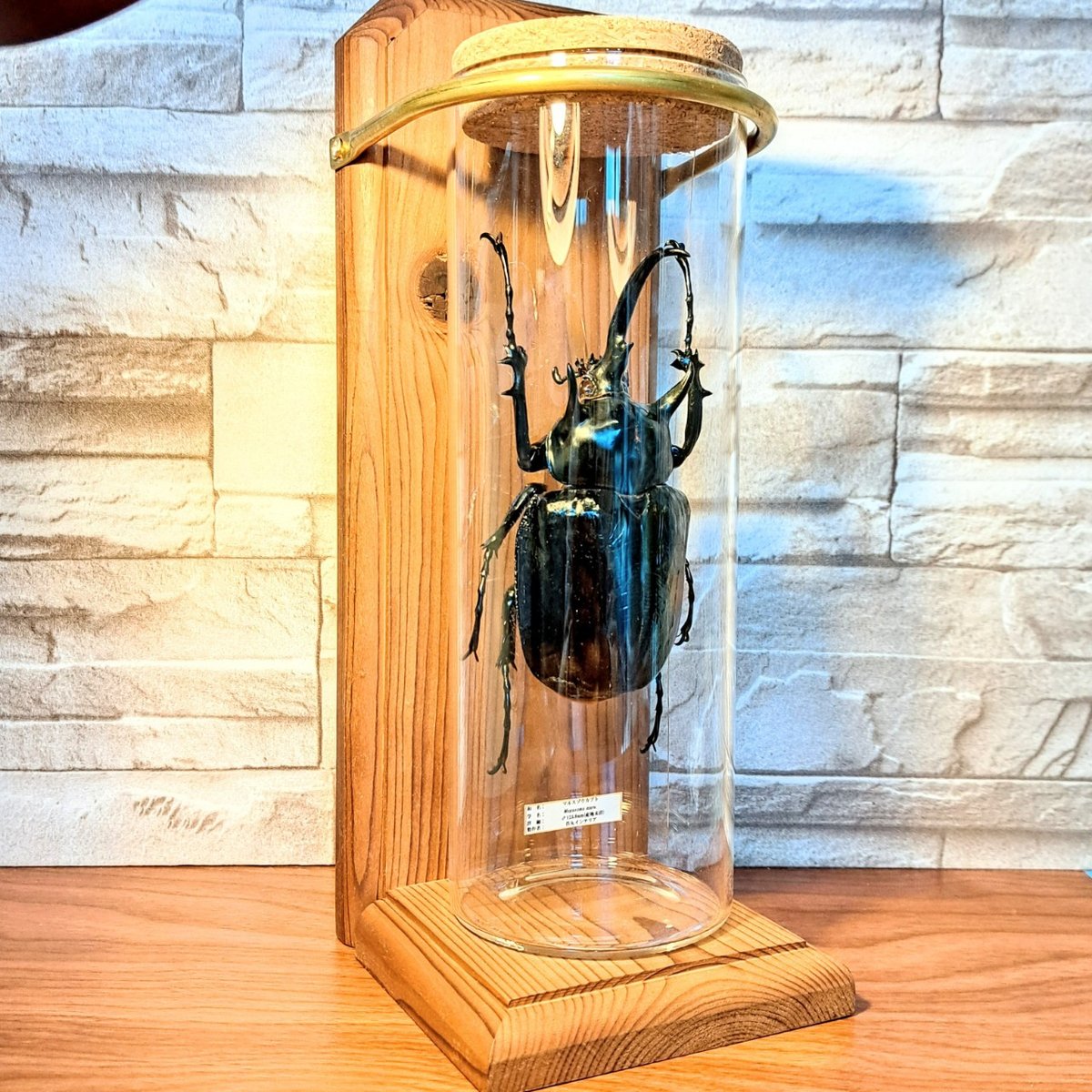 標本 masa studio CLIP｜シングルガーゼドルマン5分袖バンドシャツ | Rakuten