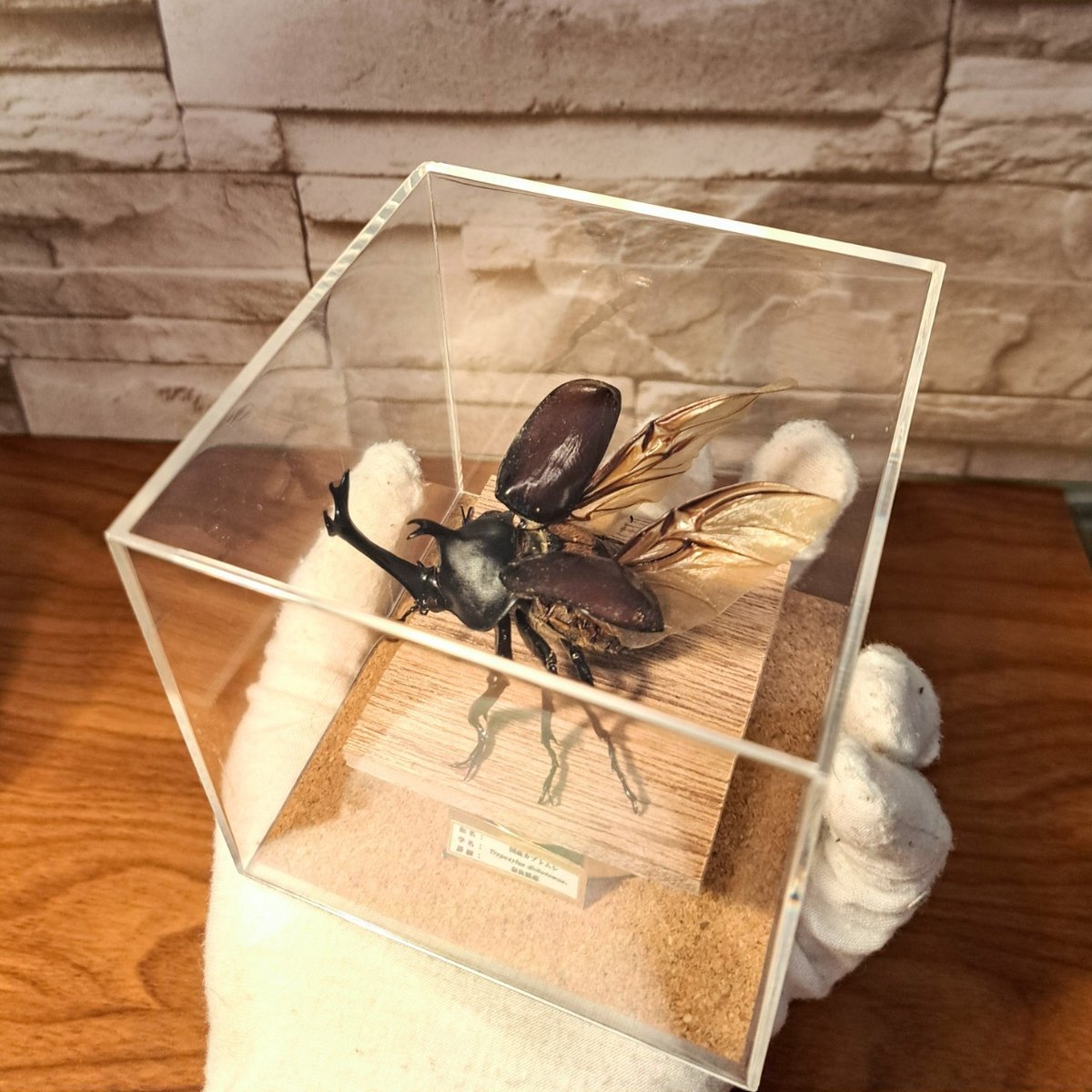 昆虫標本 値段交渉可