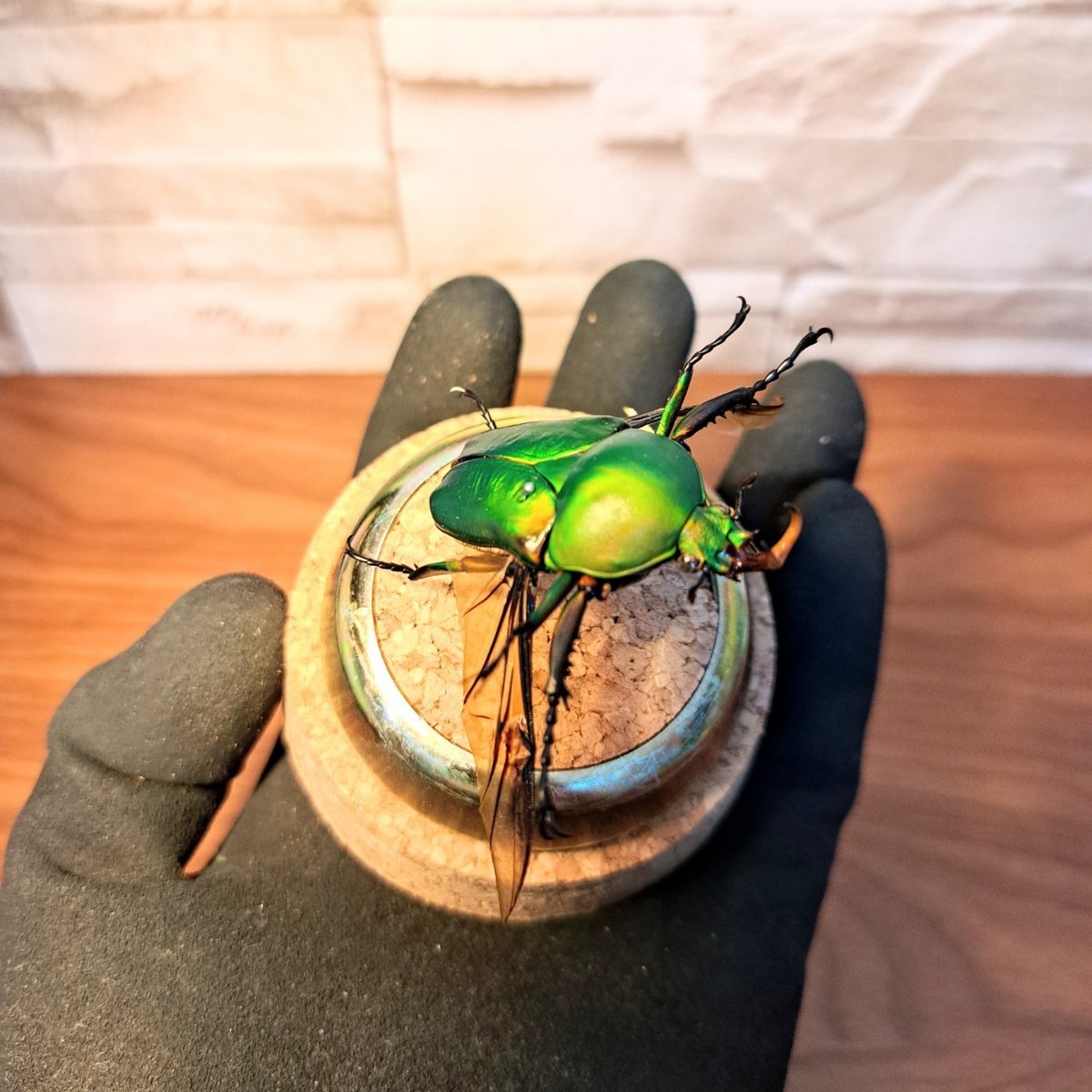 カメルーン産 イネルミスサスマタカブト 25mm <0406z昆虫標本> 2024,4