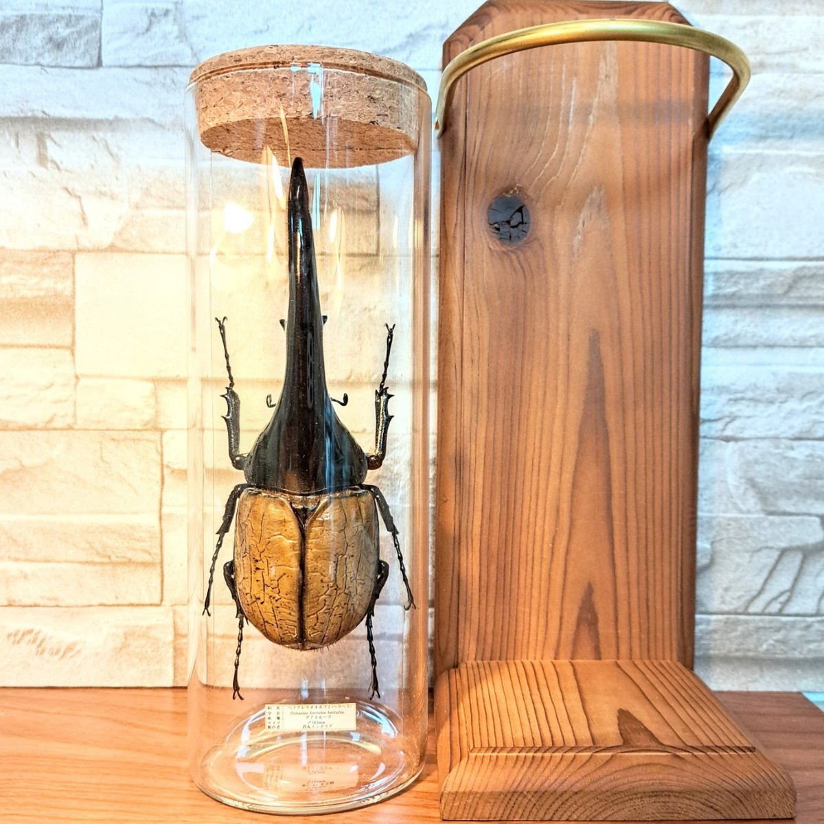 1点もの【昆虫標本】特大サイズ ヘラクレスオオカブト163mm