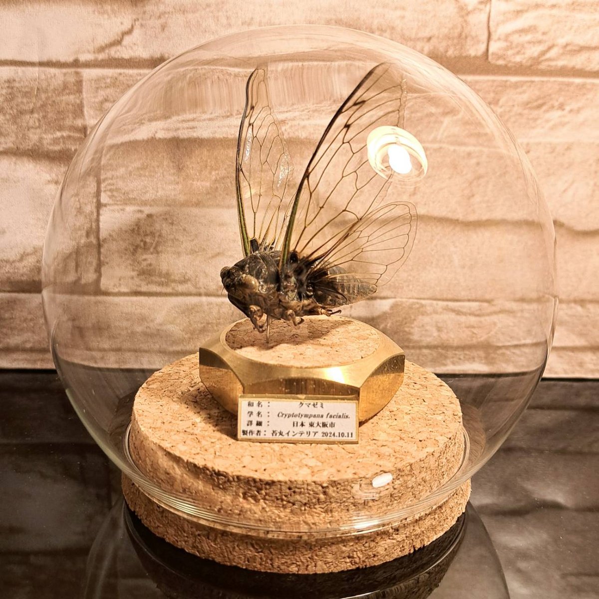 オータニ昆虫館　クマゼミ オータニ昆虫館「クマゼミ」入手。ゴキブリのようなキモい脚が