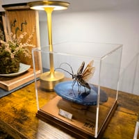 レア品【昆虫標本】デザートへアリースコーピオン 立体タイプ アクリル
