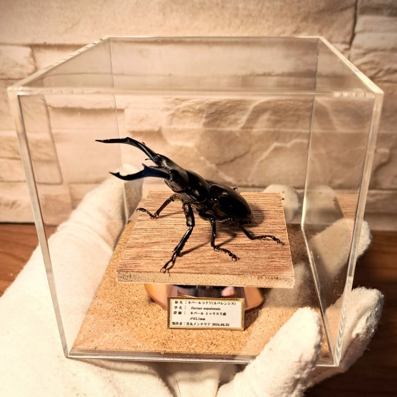 昆虫標本】ネパールコクワ(ネパレンシスコクワ)♂62.1mm※特大 立体標本