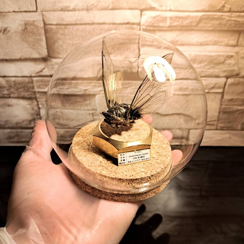 HYOHON『球』M】クマゼミ | 苔丸インテリア(公式ネットショップ)