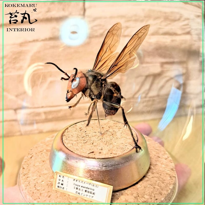 オオスズメバチ女王の立体標本(針なしで自立) オオスズメバチ女王の立体標本(針なしで自立) オオスズメバチ