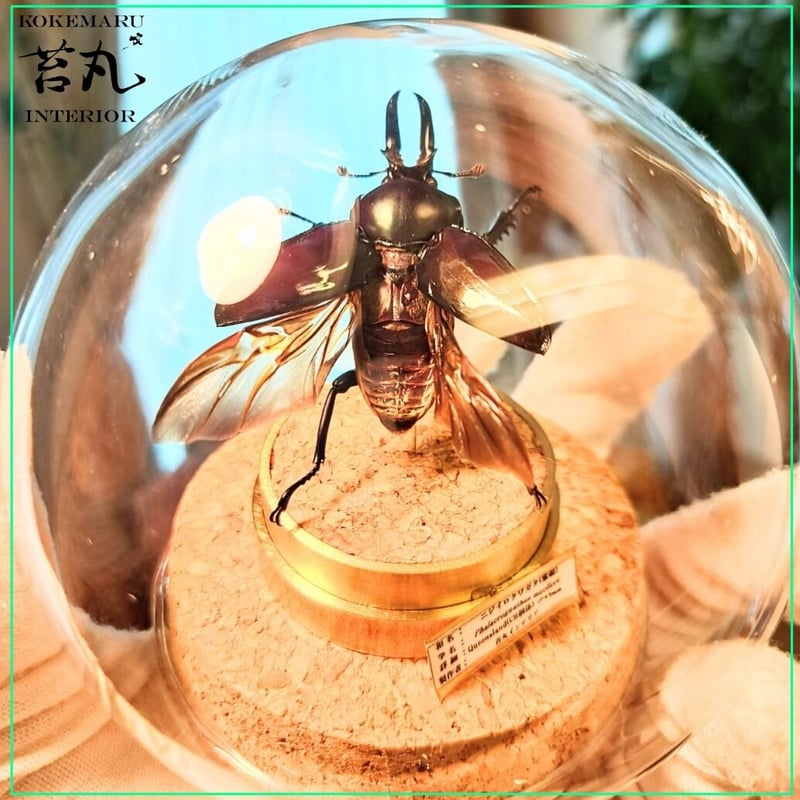 昆虫標本】ニジイロクワガタ♂33mm紫紺カラー 飛翔型ガラス 昆虫標本】ニジイロクワガタ♂33mm紫紺カラー 飛翔型ガラス