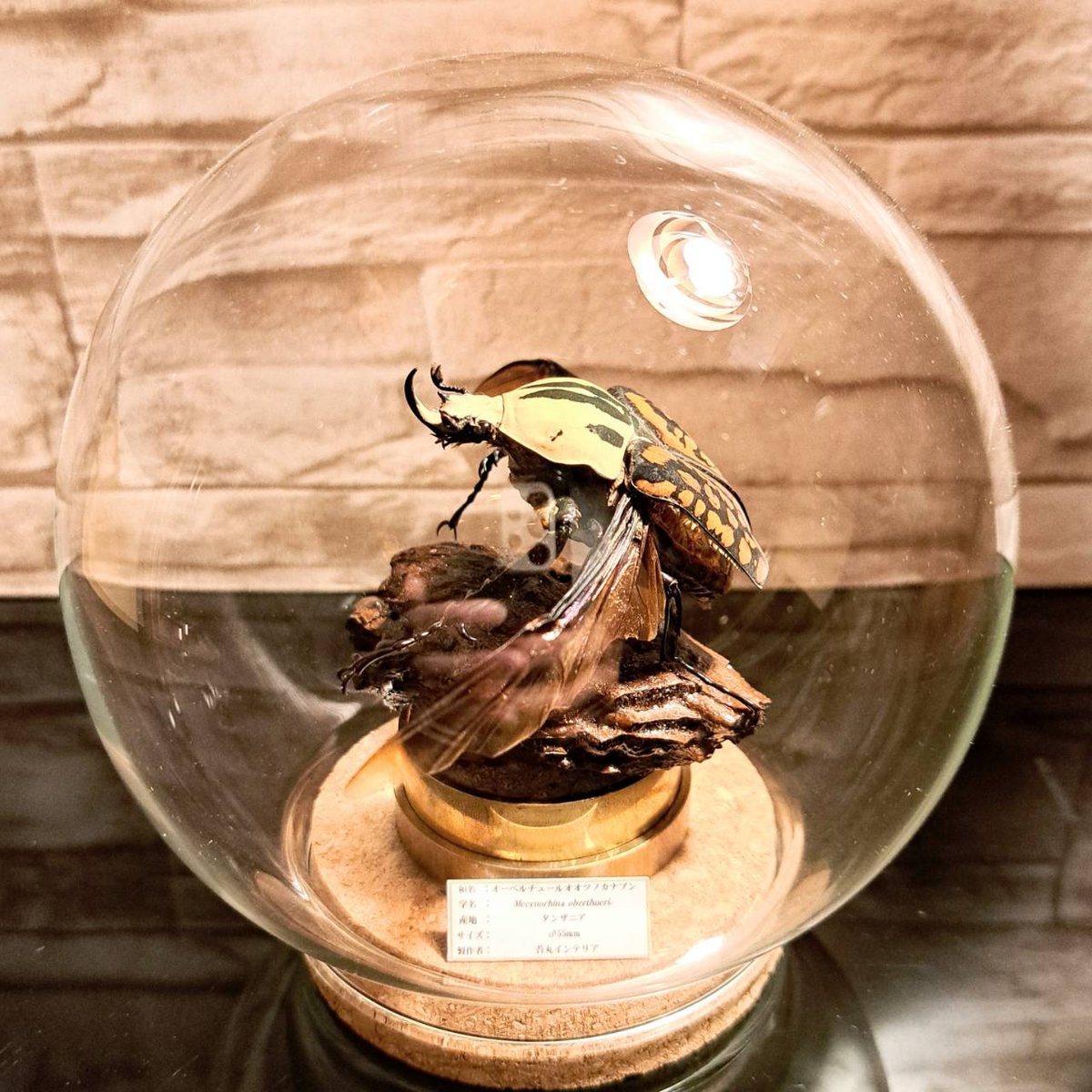 エチオピア産 ウエルナービロードツノカナブン 40mm <0406z昆虫