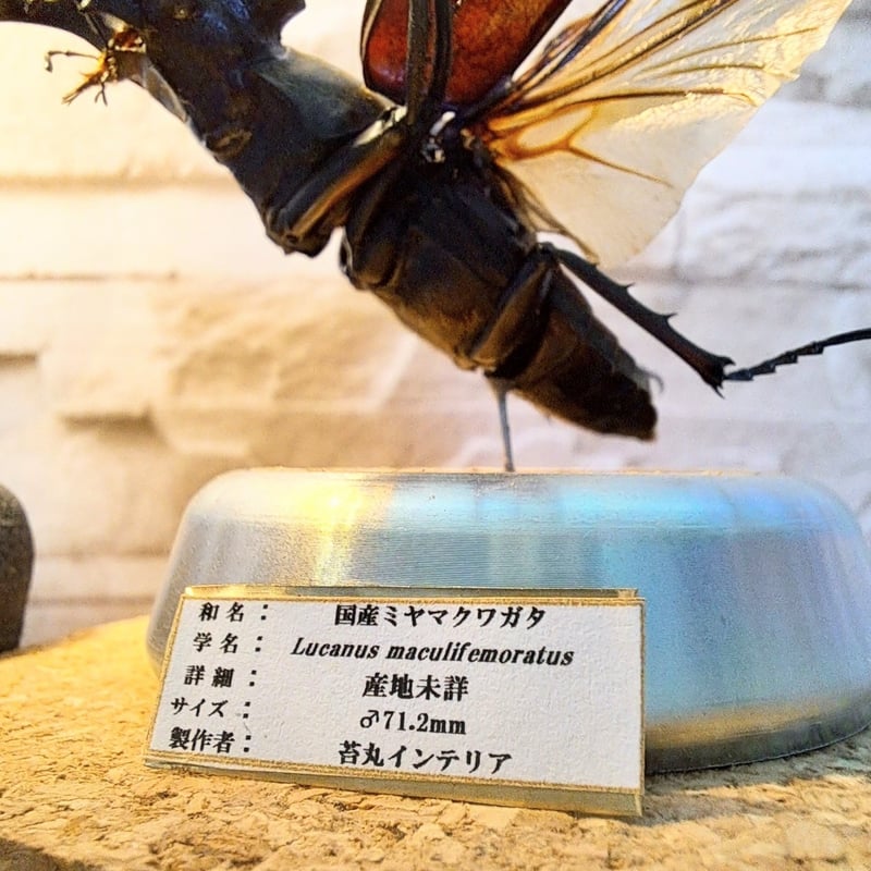 タカサゴミヤマクワガタ ♂ 標本 タカサゴミヤマクワガタ ♂ 標本