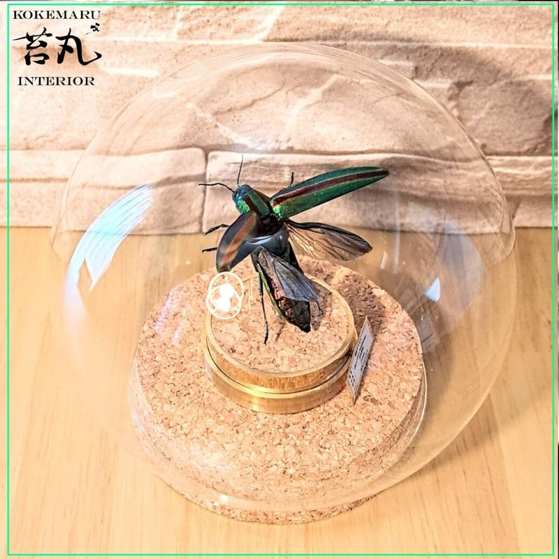 昆虫標本　51X42cm ニシキカワリタマムシの表と裏。 #ニシキカワリタマムシ