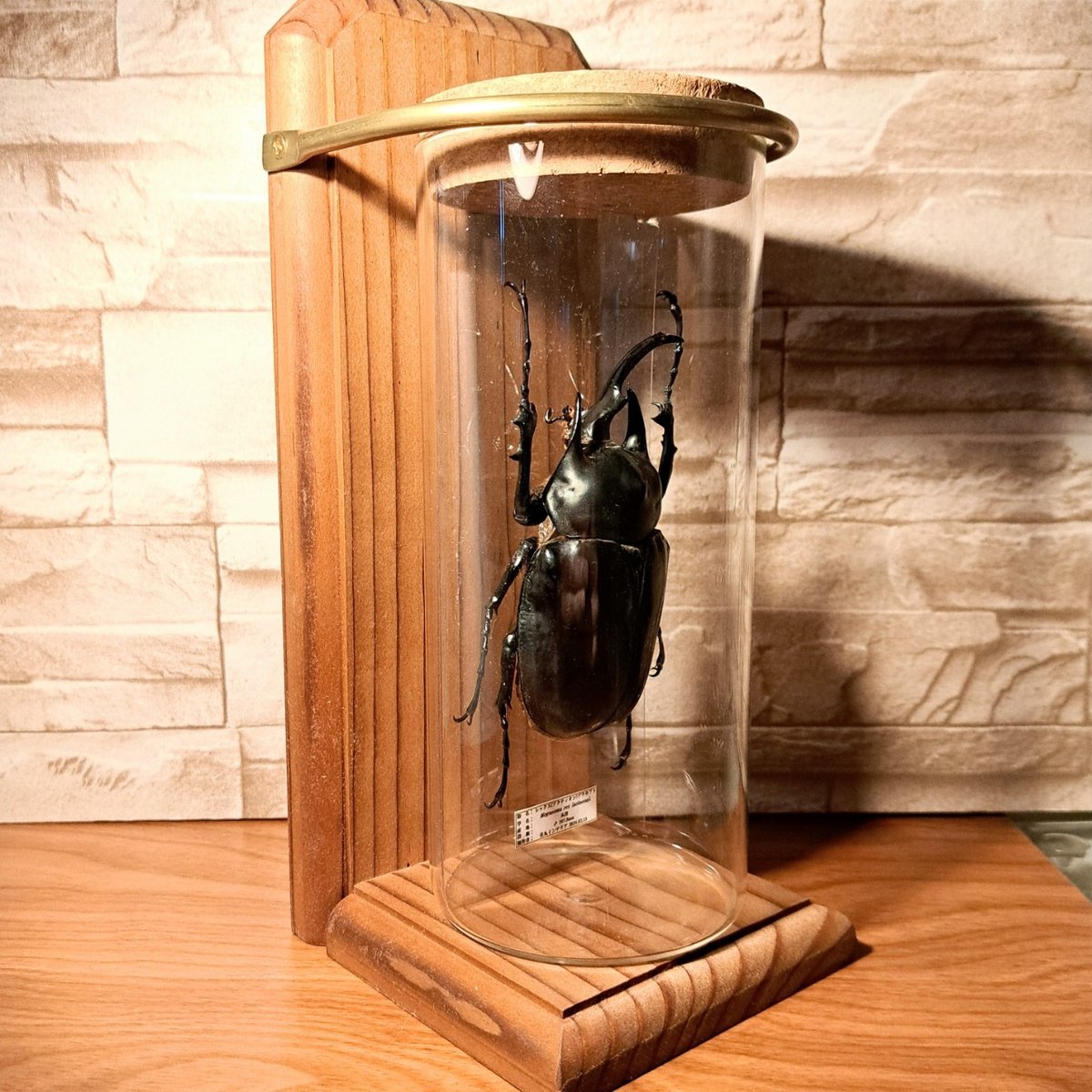 【標本】アクテオンゾウカブト　胸角長い大型 1点もの【昆虫標本】レックス(アクティオン)ゾウカブト♂107.5