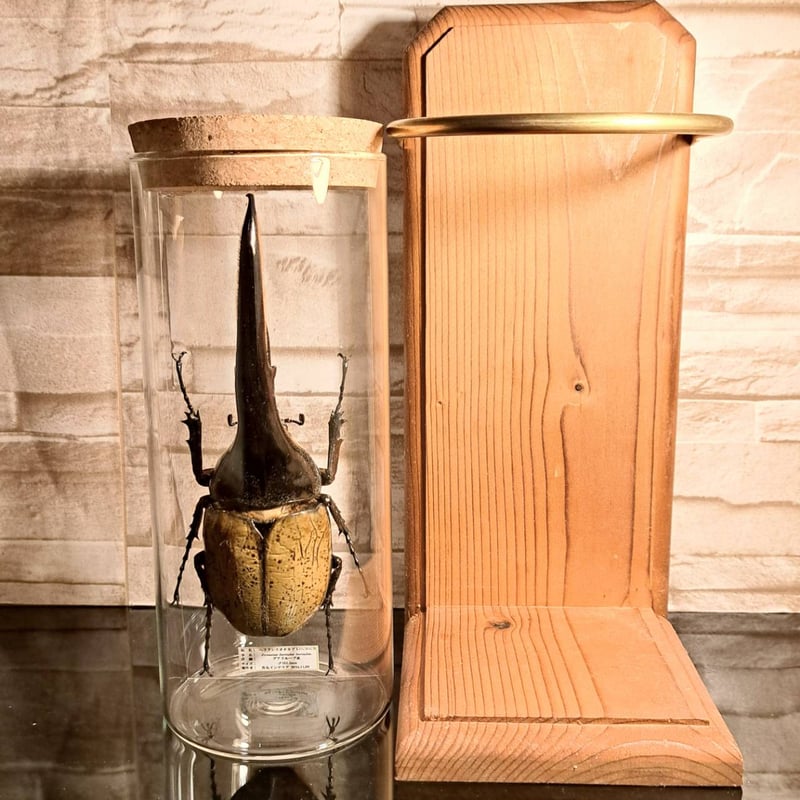 ラグジュアリー 昆虫標本】ヘラクレスオオカブト♂161.2mm インテリア