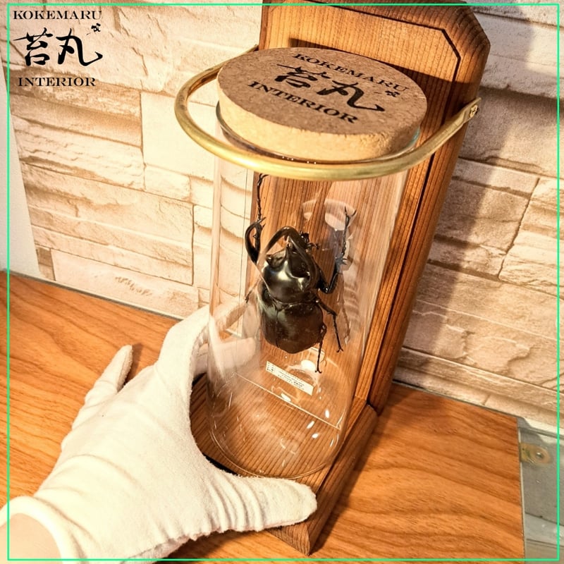 大型コーカサスオオカブトの 標本 木製ケース入り 大型コーカサスオオカブトの 標本 木製ケース入り