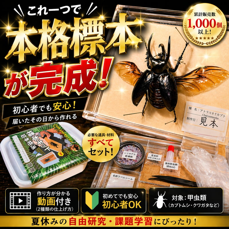 本格標本キット】初心者OK｜昆虫標本が自宅で作れる｜動画解説付き