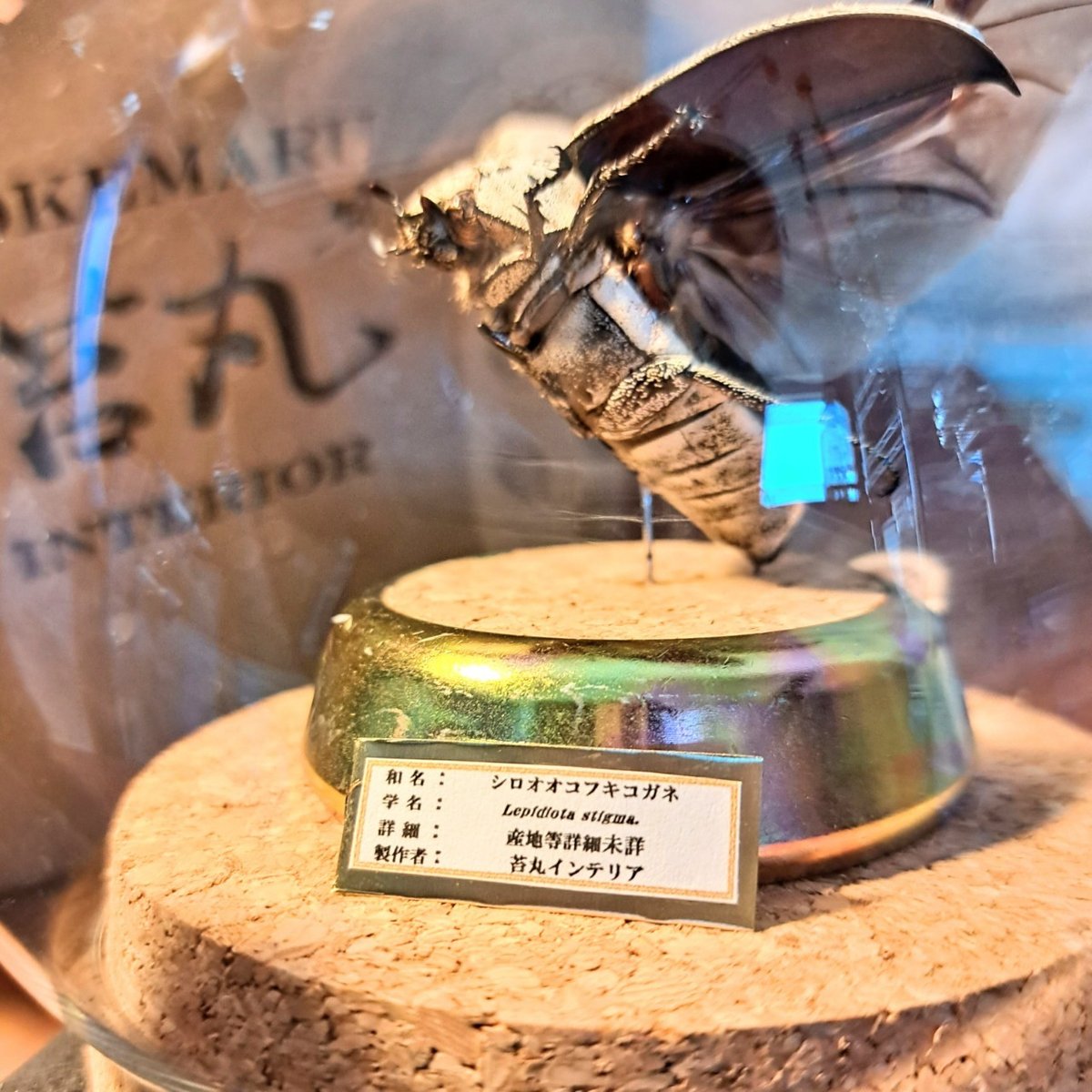 ☆昆虫標本☆【オスモウサンコガネ】 Amazon | まさに金の塊!! 名和昆虫