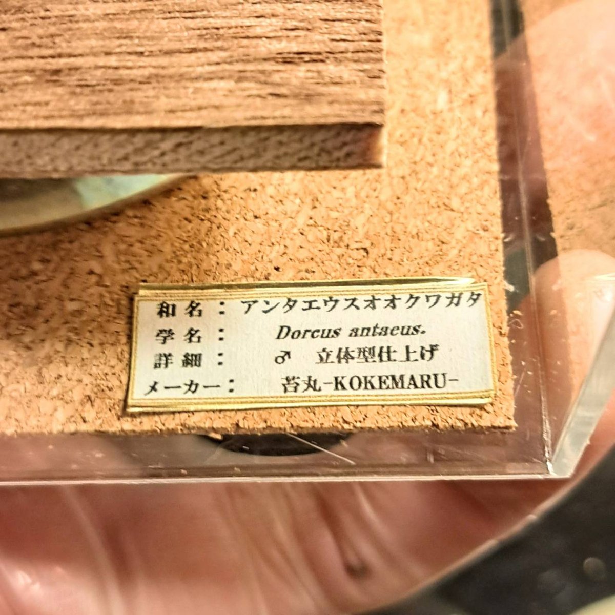 昆虫標本】アンタエウスオオクワガタ♂ 立体標本仕上げキューブケース