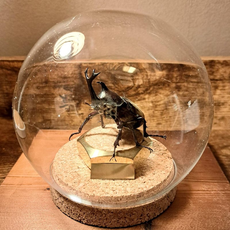 ケムンパス出品 オオカマキリ立体標本2点 2025年最新】カマキリ標本の