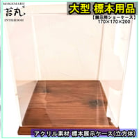 【大型標本展示用ショーケース】170×170×200 ※アクリル製ケース、無垢材土台