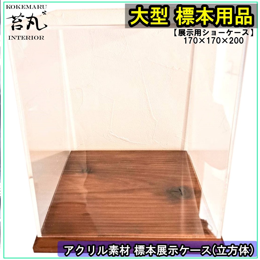 イトウ　剥製　　　魚類 標本 木製スタンド・ショーケース付き イトウ 剥製 魚類 標本 木製スタンド・ショーケース付き