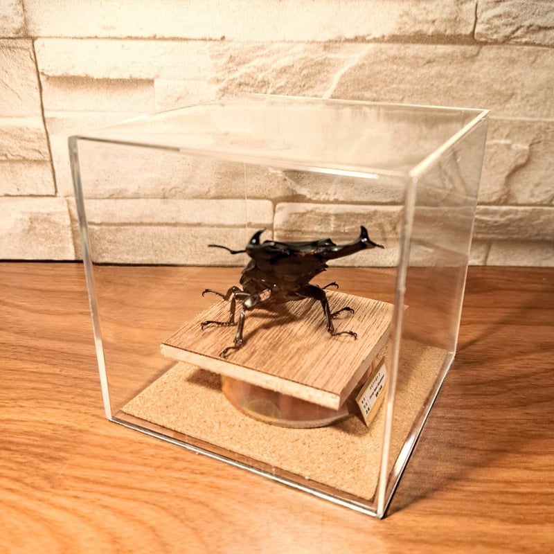 オオクワガタ89.5mm 能勢産　YG血統 昆虫標本用として オオクワガタ89.5mm 能勢産 YG血統 昆虫標本用として