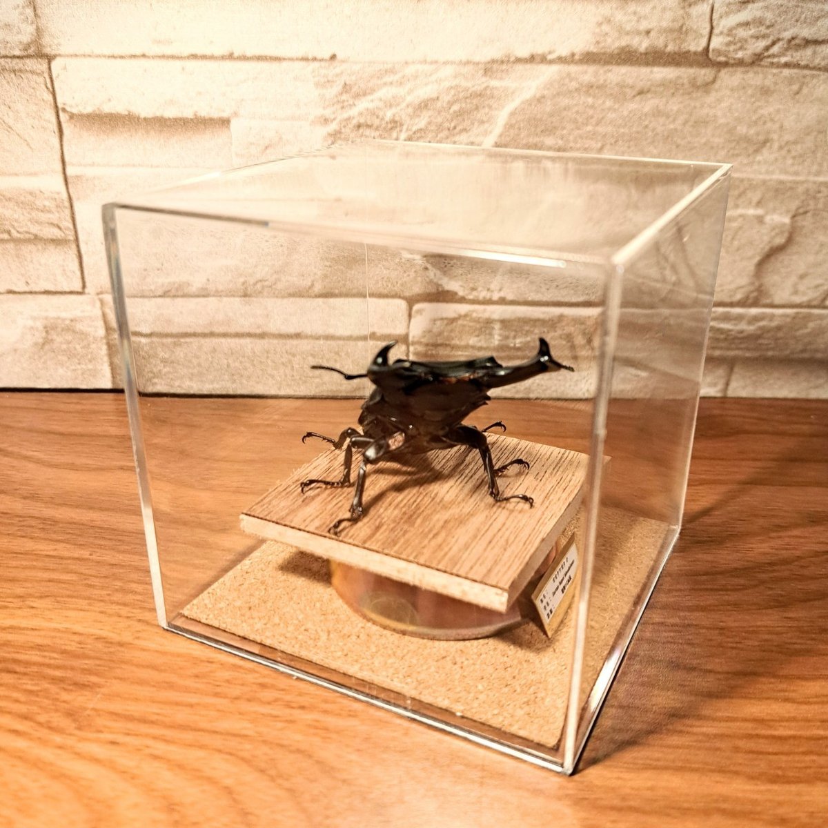 昆虫標本】オオクワガタ(能勢YG)♂ 立体標本 キューブケース展示 昆虫標本】オオクワガタ(能勢YG)♂ 立体標本 キューブケース展示