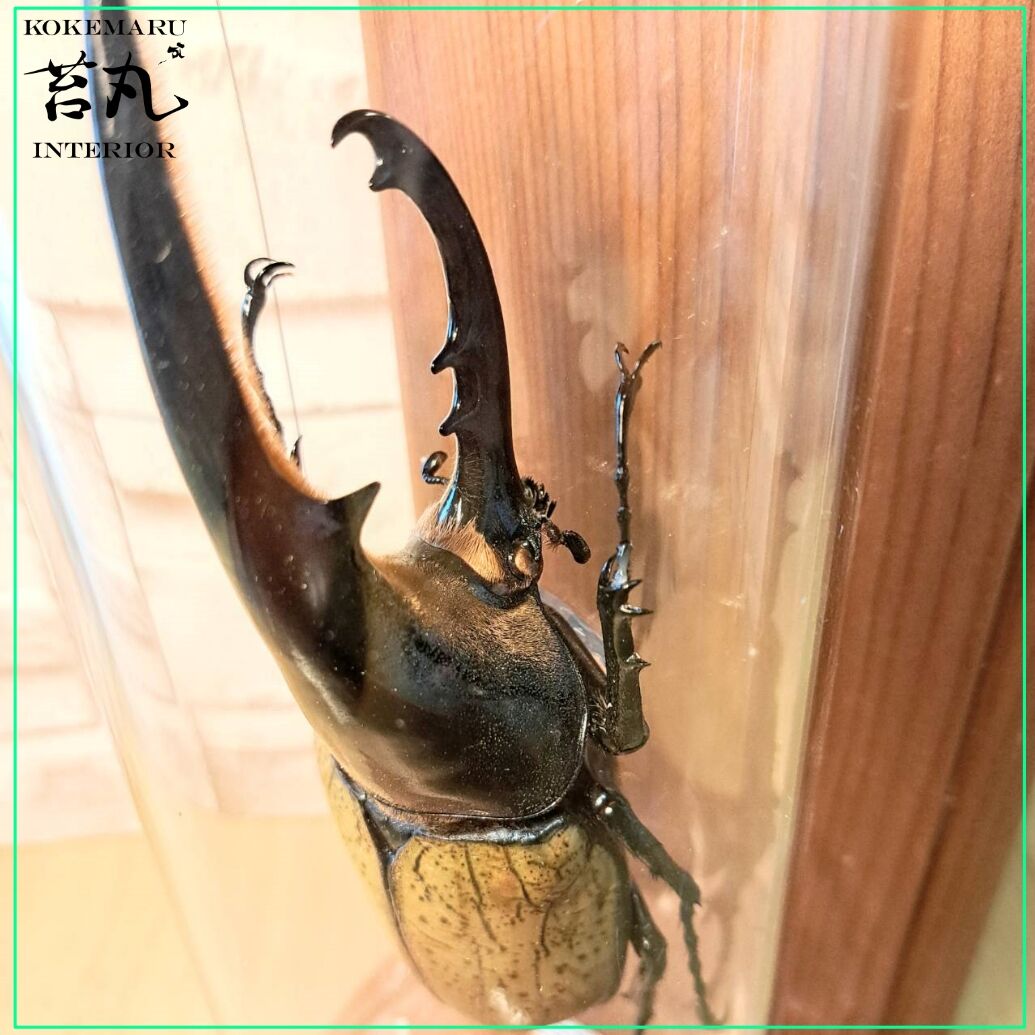 昆虫標本】ヘラクレスオオカブト(ヘラヘラ)♂140mmインテリア瓶