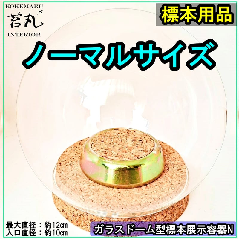 ガラスドーム型展示ケース(M)】直径12㎝ 針刺しコルク台座付き | 苔丸