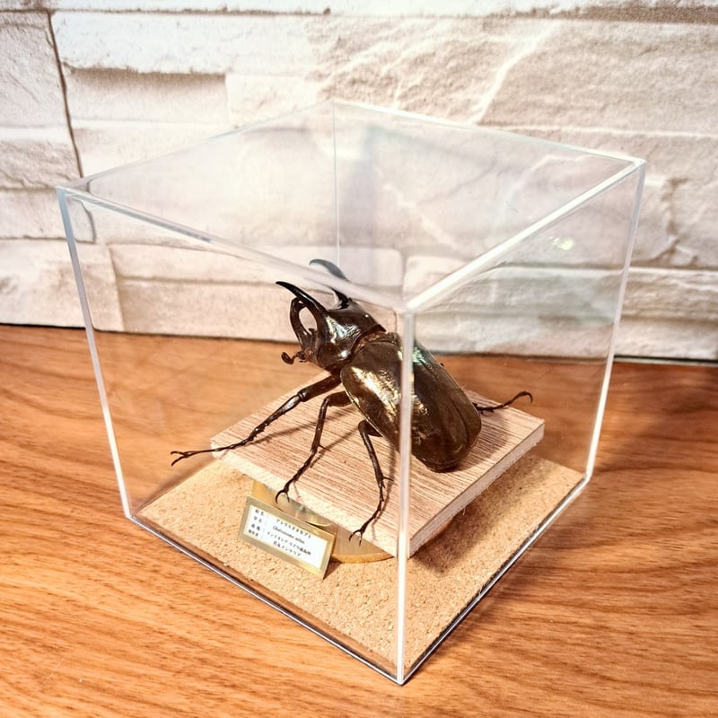 銅製甲虫　7cm INSECTPORT TOKYO2025まで2週間となりました。 今回は立体標本