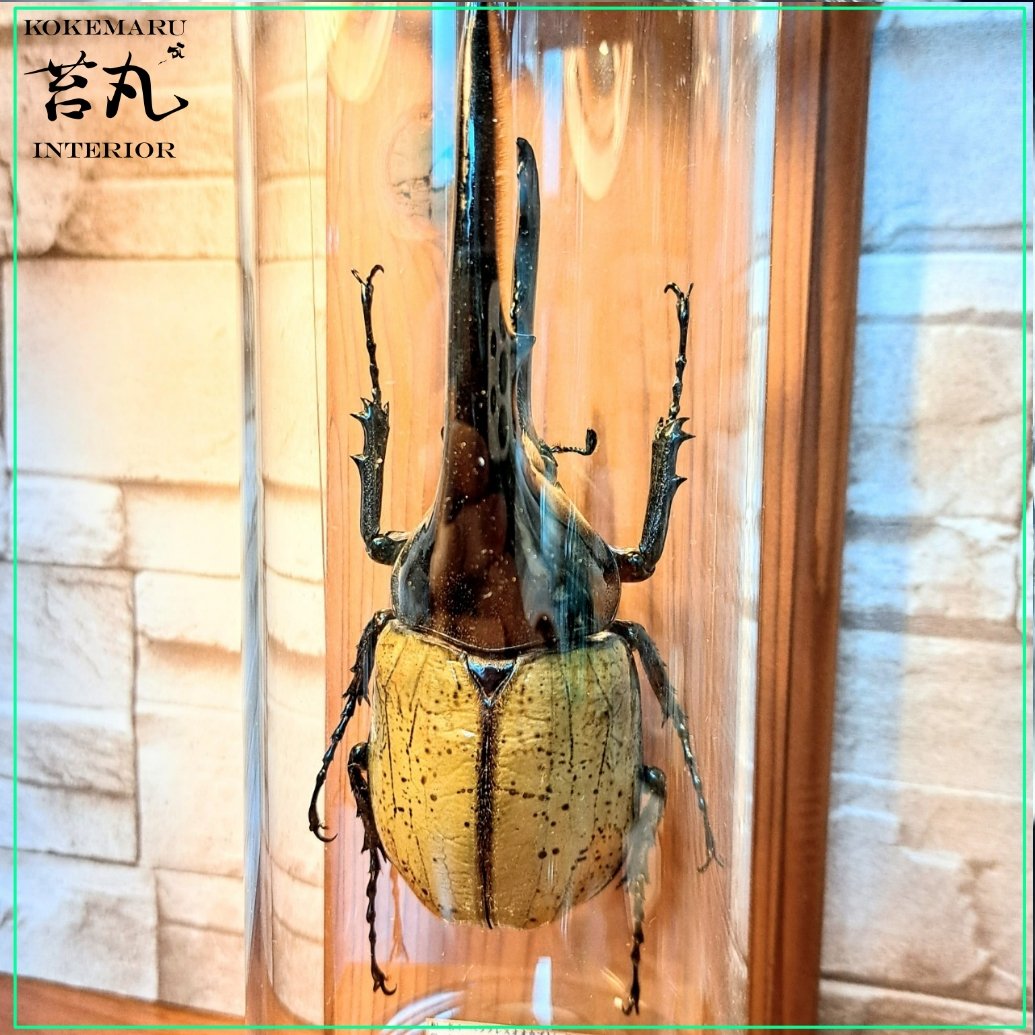 残り在庫1点【昆虫標本】ヘラクレスオオカブト(ヘラヘラ)♂140mmUP
