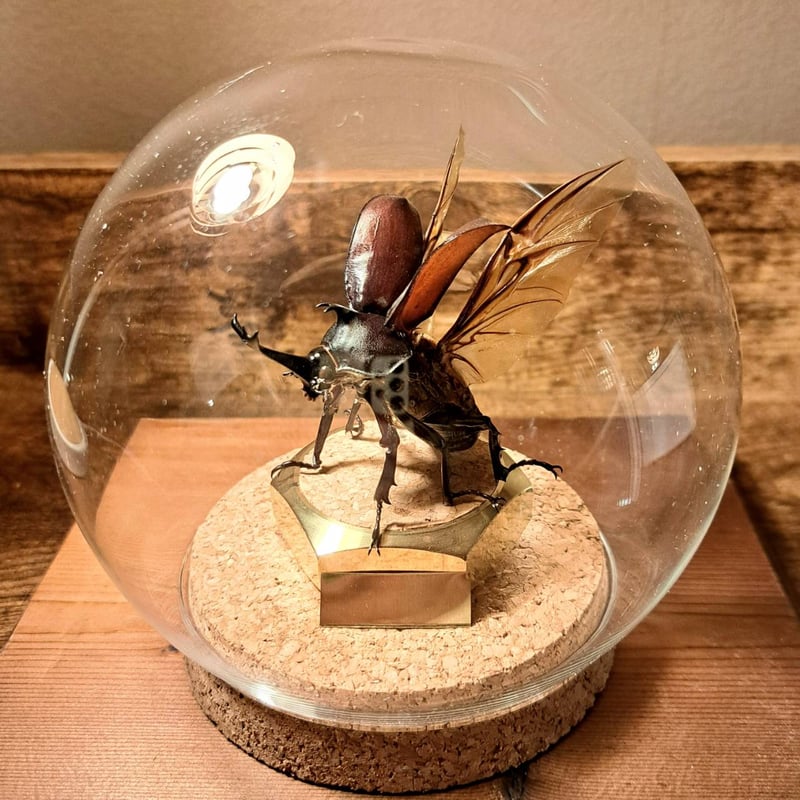 カブトムシ　標本　歯車　1点物 カブトムシ 標本 歯車 1点物